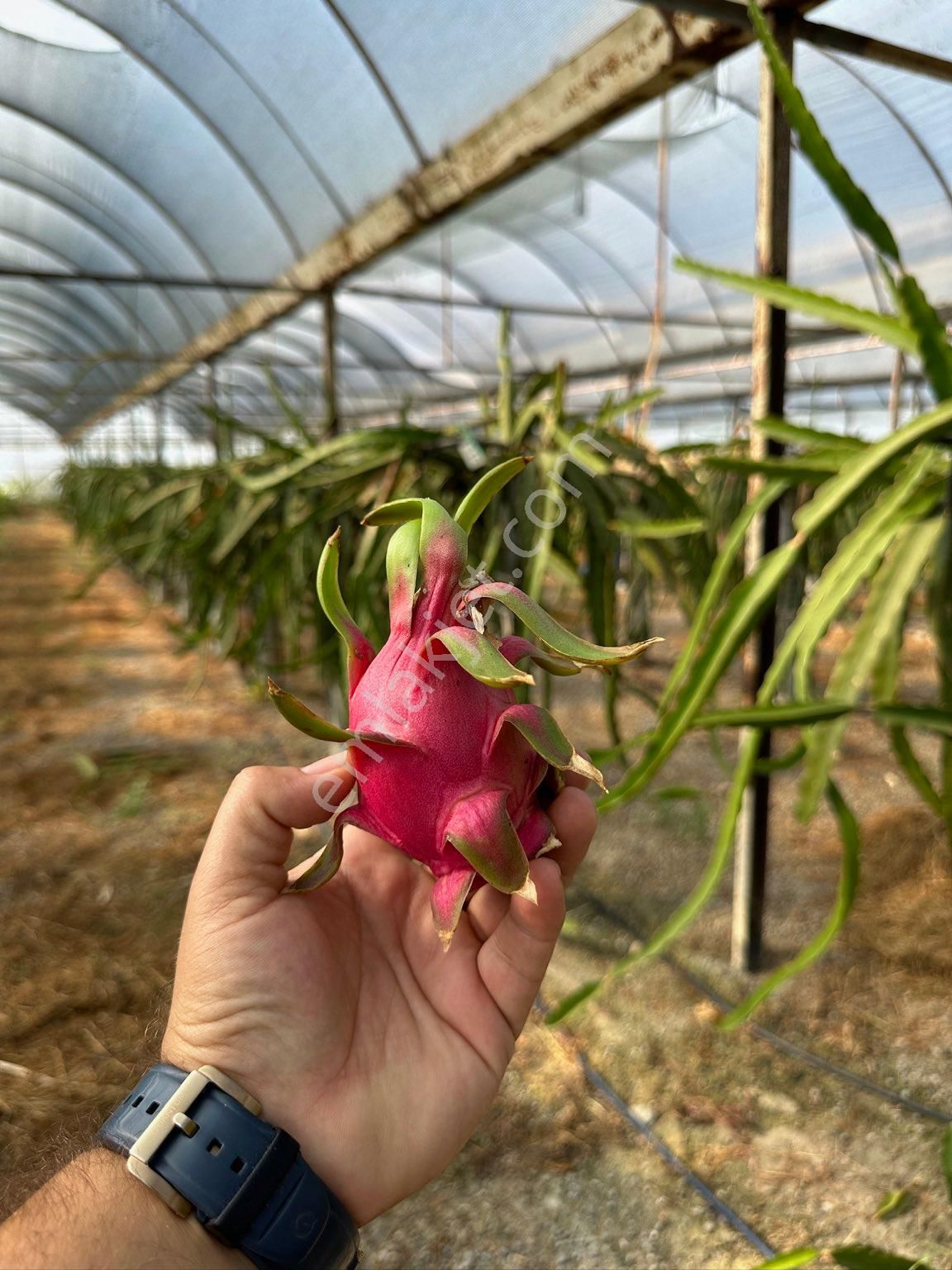 ‼️‼️‼️muğla Ortaca Eskiköy Tam Yatırımlık Özel Mülk‼️‼️‼️ - Görsel 4