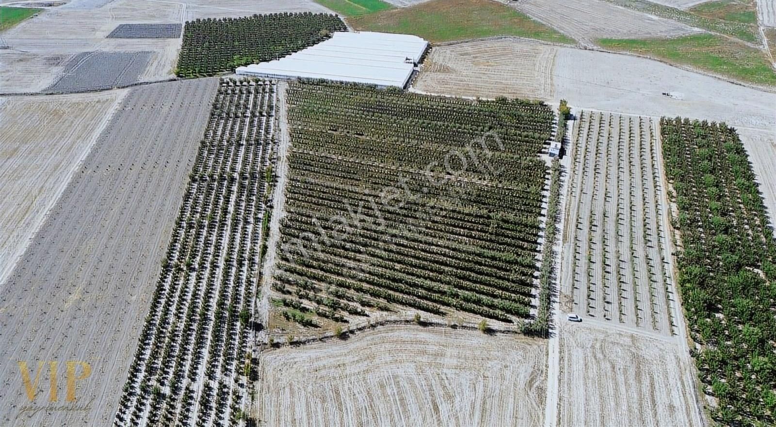 Vip Gayrimenkul'den Eymir Mah. 24.738m² Yetişkin Elma Bahçesi - Görsel 20