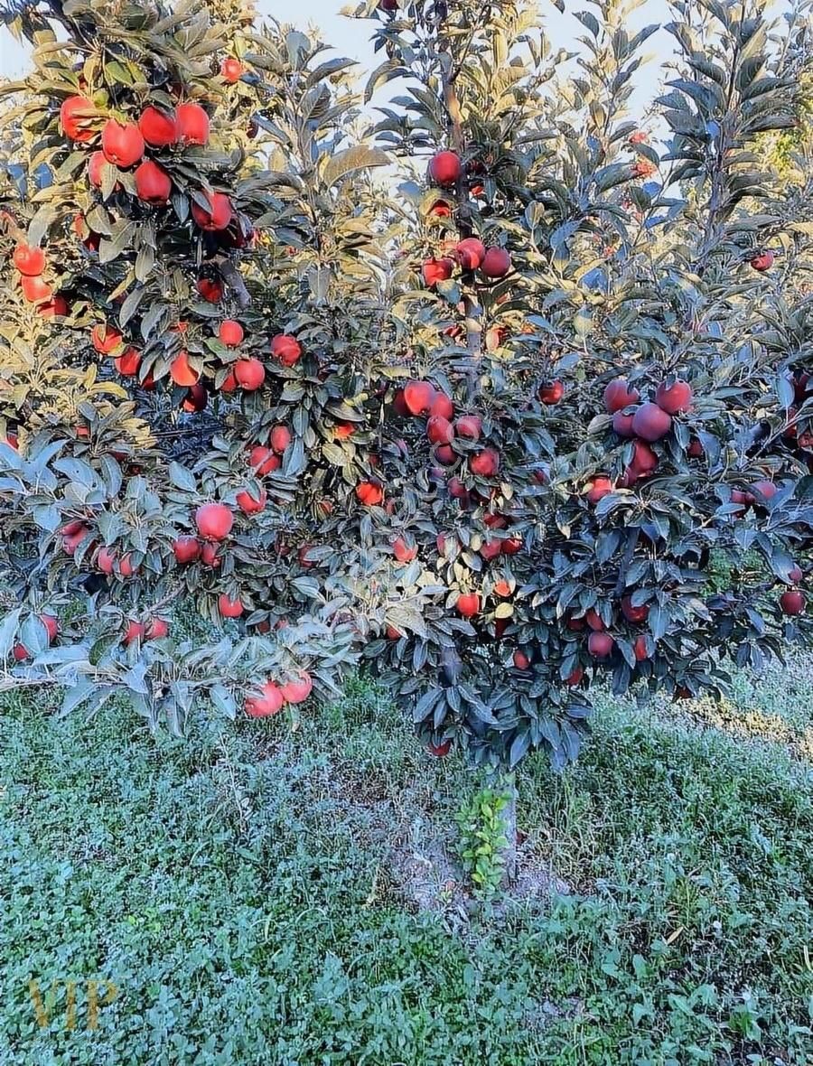 Vip Gayrimenkul'den Eymir Mah. 24.738m² Yetişkin Elma Bahçesi - Görsel 18