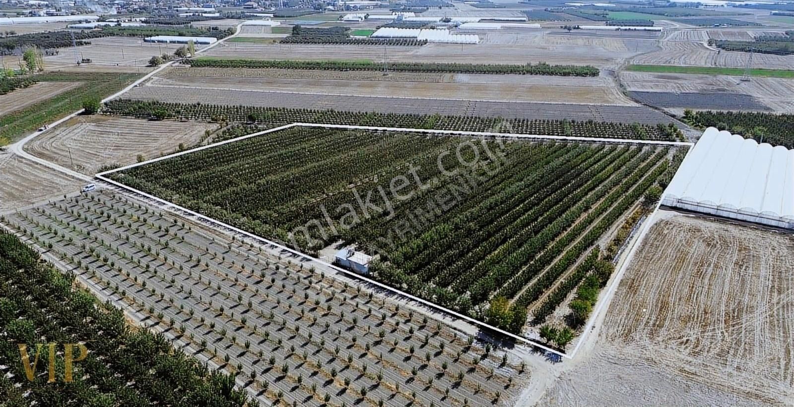 Vip Gayrimenkul'den Eymir Mah. 24.738m² Yetişkin Elma Bahçesi - Görsel 24