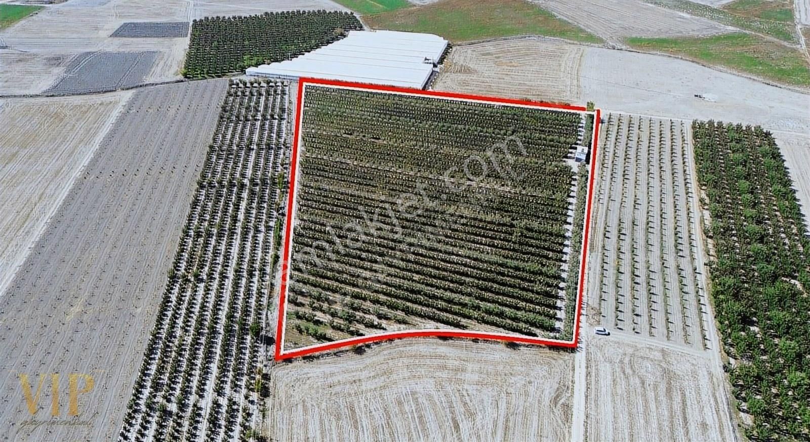 Vip Gayrimenkul'den Eymir Mah. 24.738m² Yetişkin Elma Bahçesi - Görsel 2