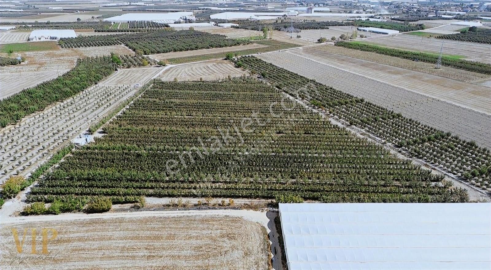 Vip Gayrimenkul'den Eymir Mah. 24.738m² Yetişkin Elma Bahçesi - Görsel 9