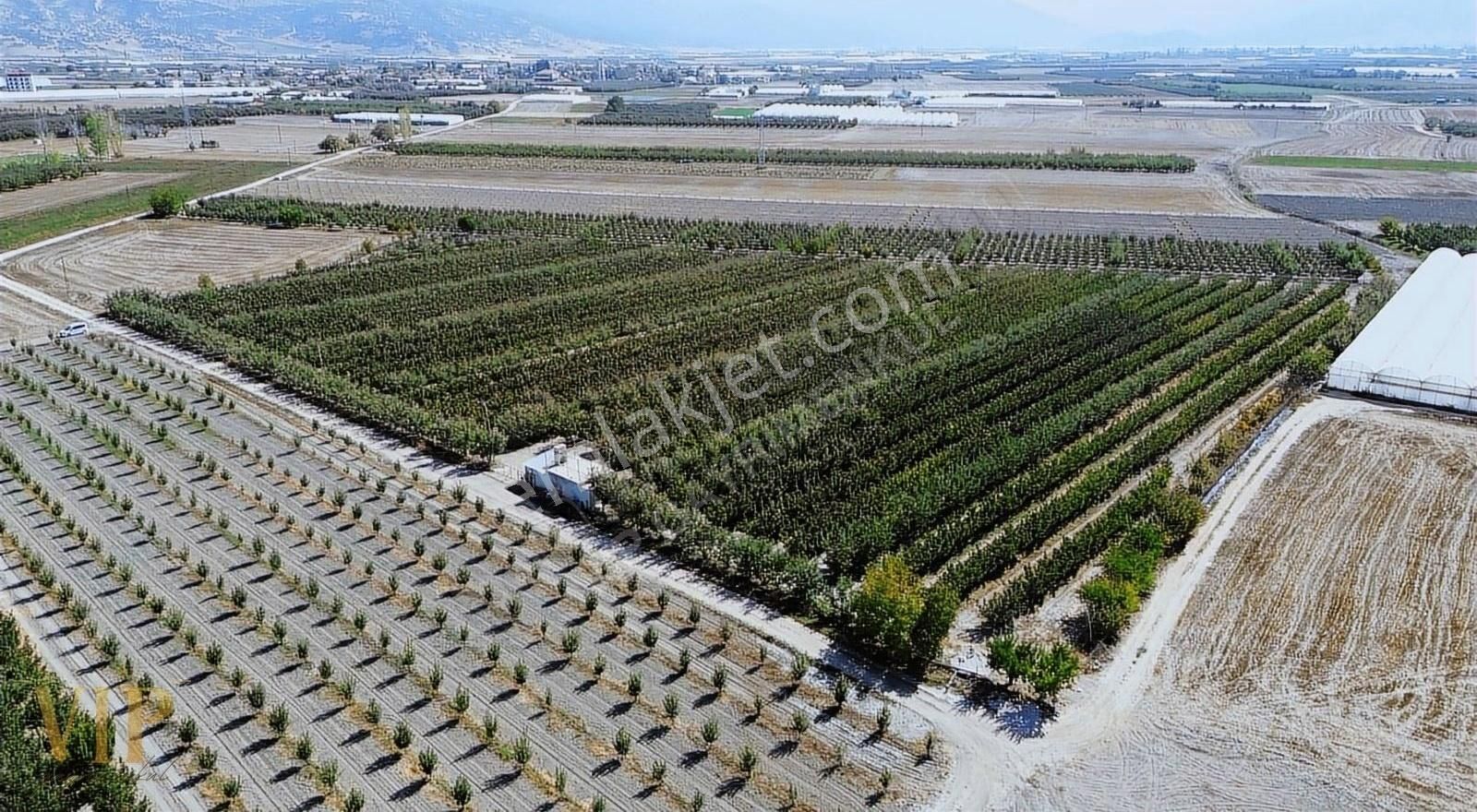 Vip Gayrimenkul'den Eymir Mah. 24.738m² Yetişkin Elma Bahçesi - Görsel 11