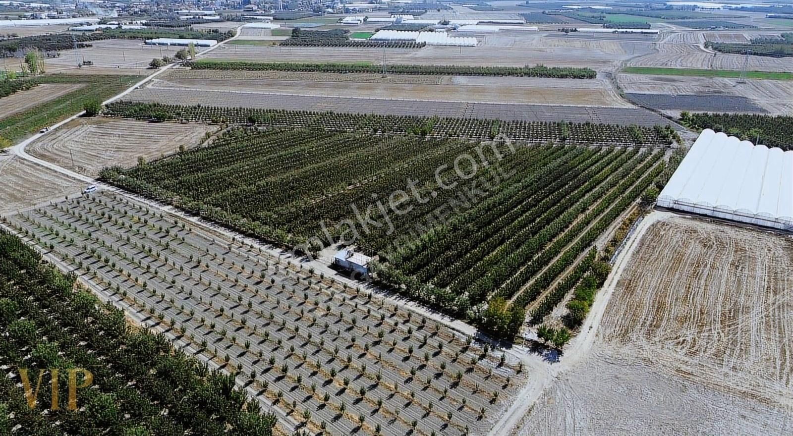 Vip Gayrimenkul'den Eymir Mah. 24.738m² Yetişkin Elma Bahçesi - Görsel 16