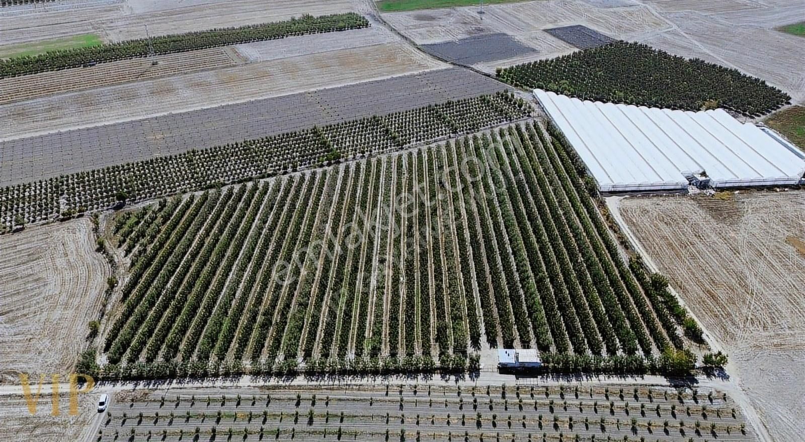 Vip Gayrimenkul'den Eymir Mah. 24.738m² Yetişkin Elma Bahçesi - Görsel 29