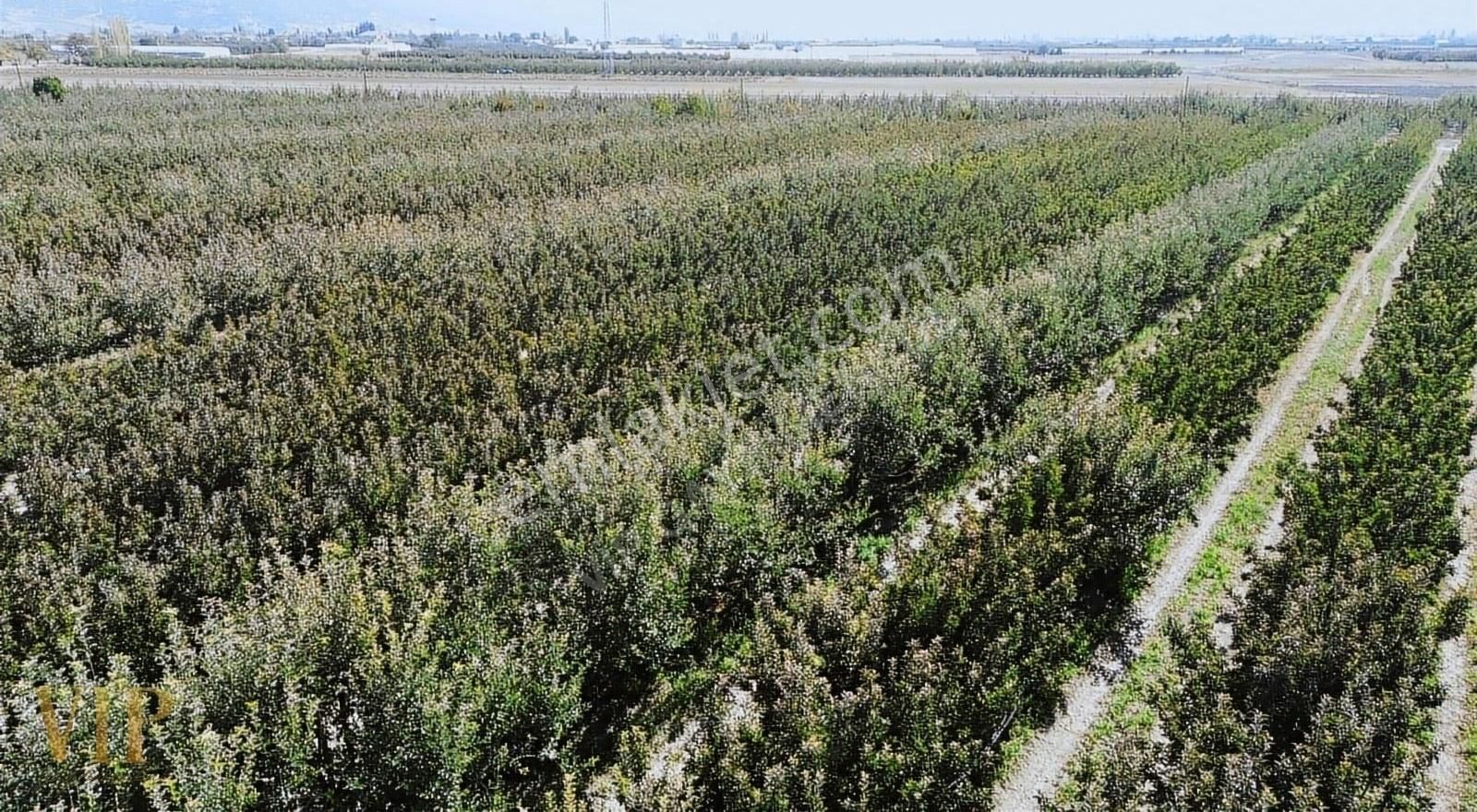 Vip Gayrimenkul'den Eymir Mah. 24.738m² Yetişkin Elma Bahçesi - Görsel 19