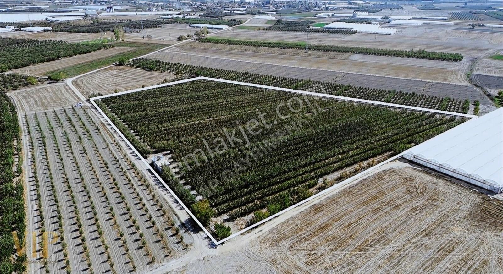 Vip Gayrimenkul'den Eymir Mah. 24.738m² Yetişkin Elma Bahçesi - Görsel 14