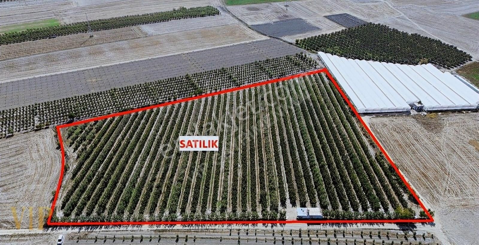 Vip Gayrimenkul'den Eymir Mah. 24.738m² Yetişkin Elma Bahçesi - Görsel 3