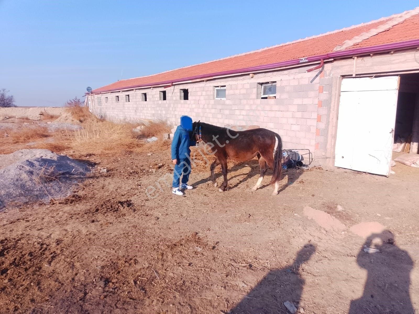 Akçay Emlak'tan Akşehir Ortaköy Mahallesinde Kurulu Düzende Satılık Çiftlik - Görsel 13