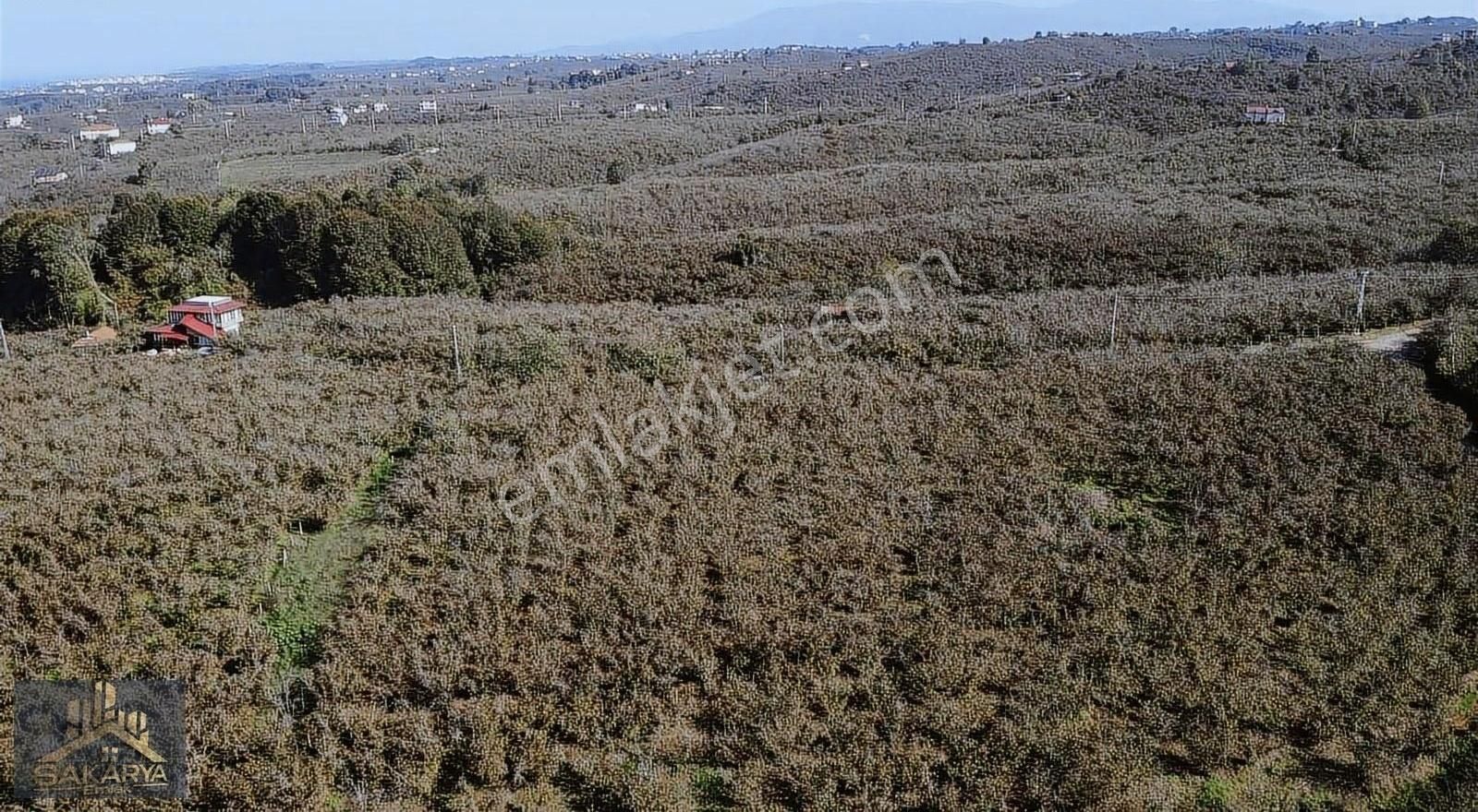 Kocaali Alandere Satılık Bağ & Bahçe Alandere Mahallesinde 2.200 M2 Düz Fındıklık Deniz Manzaralı