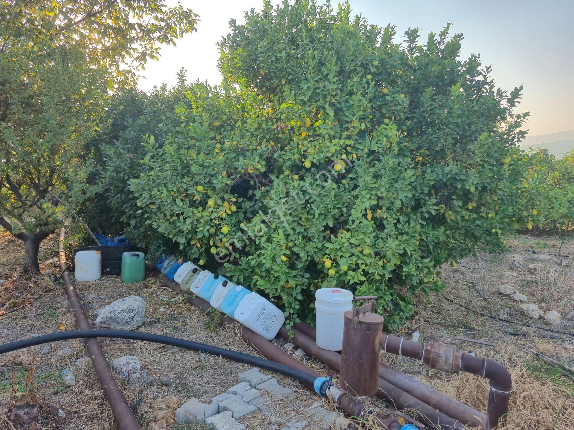 Aslan'dan Elvanlı'da 4.152 M2 Yetişmiş Limon Bahçesi - Görsel 6