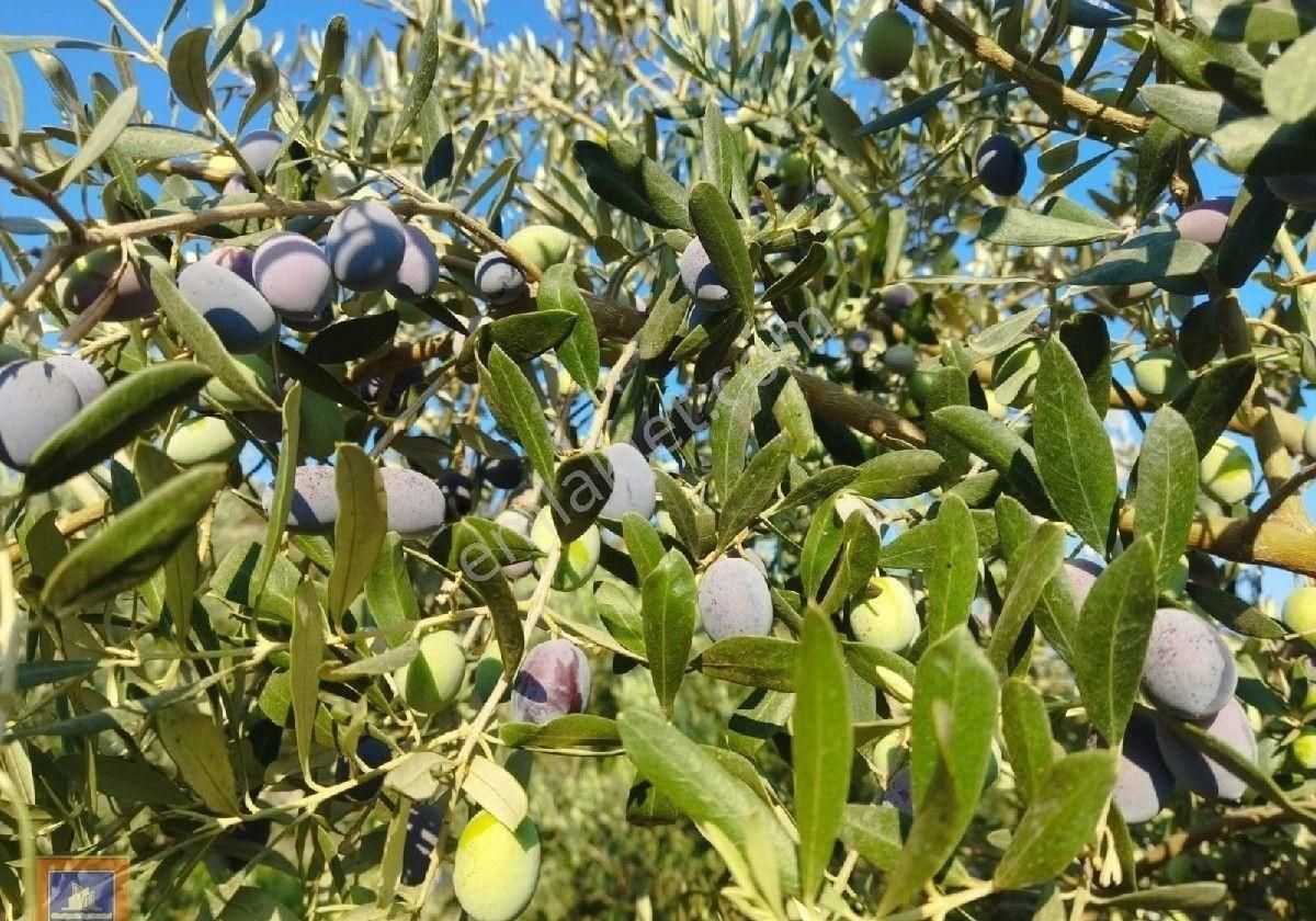 Kuşadası Davutlar Satılık Konut İmarlı Kuşadası Davutlar da satılık 2 villalık arsa