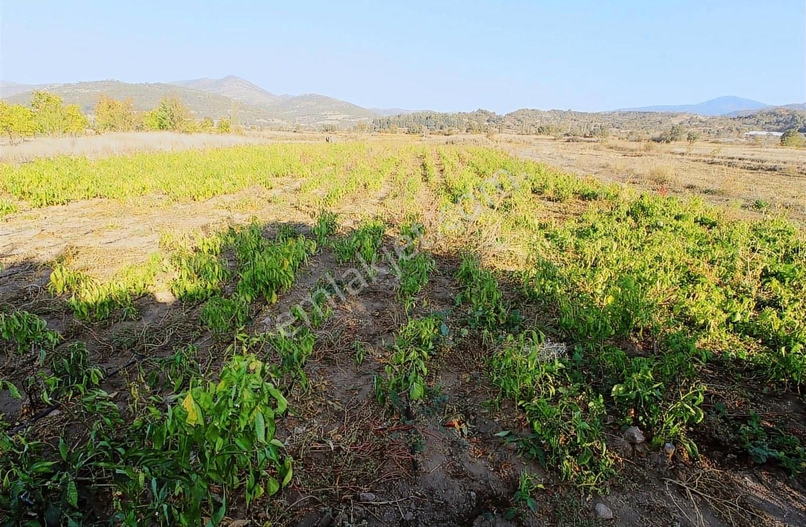 Bigadiç Adalı Satılık Tarla Balıkesir Bigadiç Adalı Mahallesinde 816 M2 Satılık Tarla