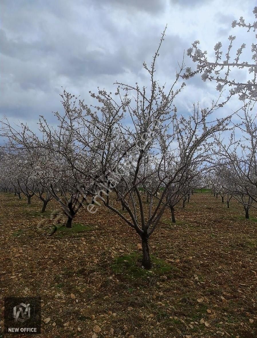 Çal Belevi Satılık Tarla Denizli Çal'da Satılık 26 Dönüm Arsa