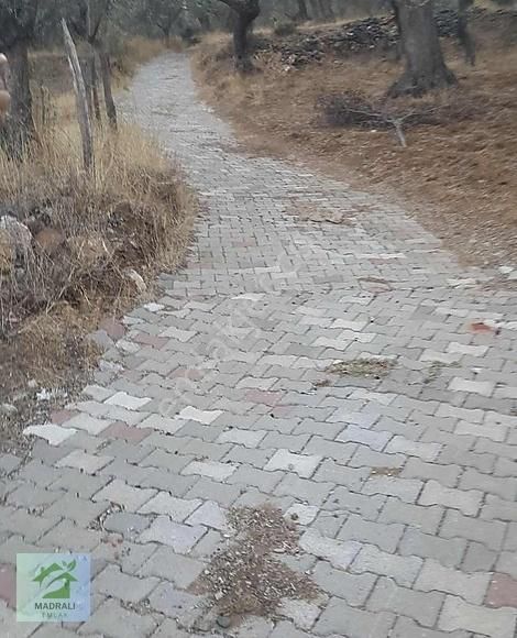 Edremit Dereli Satılık Tarla Edremit Derelide 1149 M2 Zeytinlik