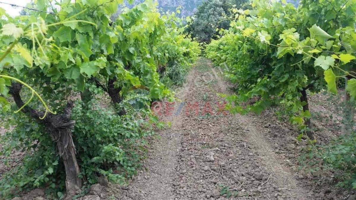 Şehzadeler Aşağıçobanisa Satılık Bağ & Bahçe Manisa şehzadeler yukarıçobanisa satılık bağ