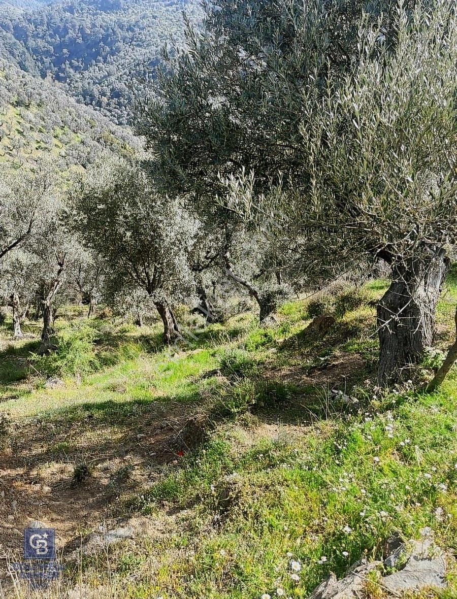 Güzelbahçe Küçükkaya Satılık Zeytinlik Güzelbahçe Küçükkayada Köycivari Müstakil Tapu Zeytinlik