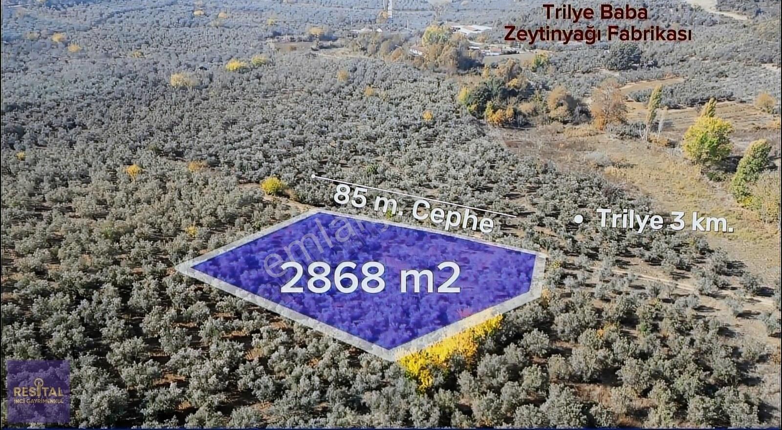 Mudanya Tirilye Satılık Zeytinlik TRİLYE 85 M. KADASTRO YOLUNA CEPHE SATILIK ZEYTİNLİK