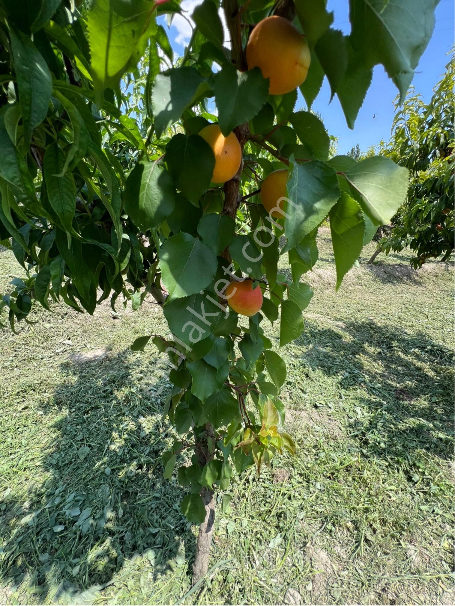 Korkuteli Sülekler Satılık Bağ & Bahçe SATILIK ACİLLLLL