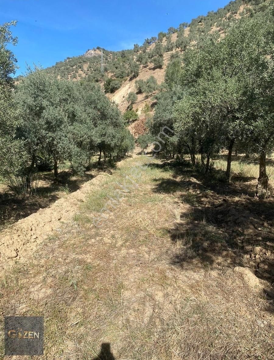 Köşk Uzundere Satılık Zeytinlik KÖŞK UZUNDERE KÖYÜNDE ANA YOLA SIFIR BAHÇE