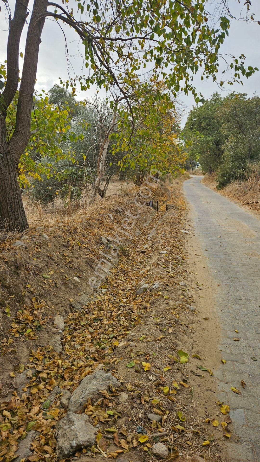 Nazilli Durasıllı Satılık Tarla Durasıllı Da Bakımlı Zeytin Tarlası