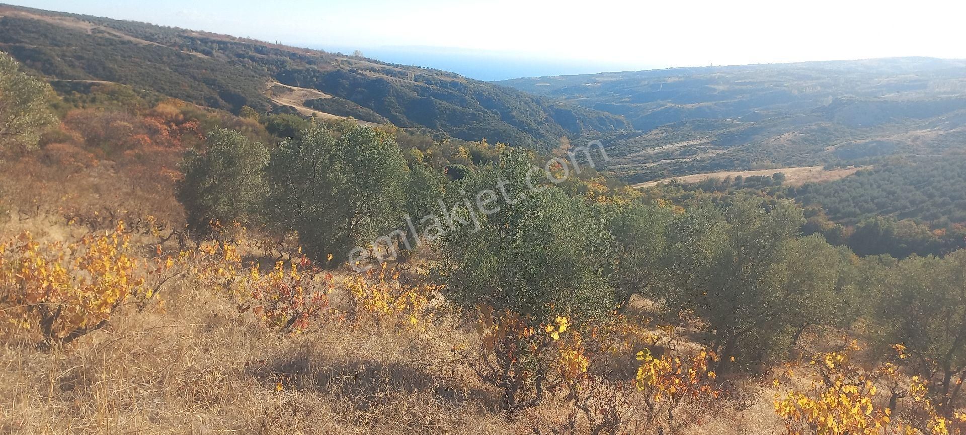 Tekirdağ Şarköy Satılık Zeytinlik PRESTİJ EMLAKTAN  ŞARKÖYDE KELEPİR ZEYTİNLİK.