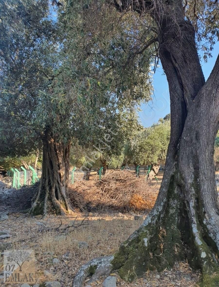 Gökçeada Tepeköy Köyü Satılık Bağ & Bahçe GÖKÇEADA ÖZ EMLAK'TAN ANA YOLA YAKIN BAHÇE