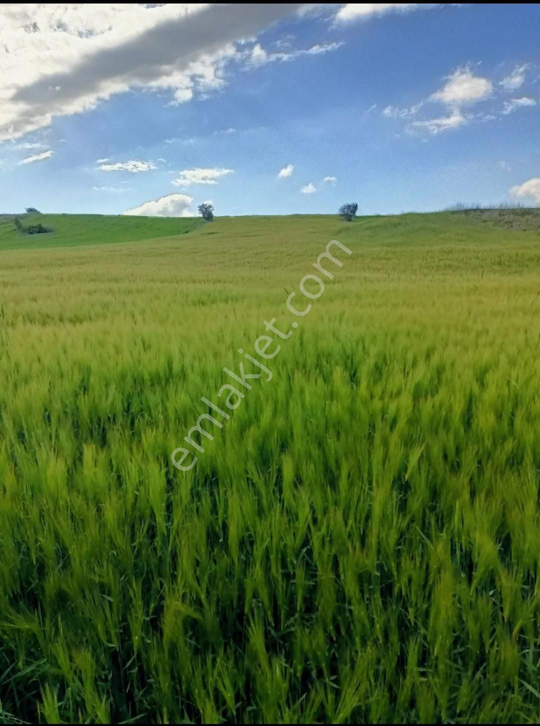 Yeşilyurt Gaziosmanpaşa Satılık Tarla Yeşil Yurt Gazi Osman Paşada Verimli Şeker Pancarı Tarlası