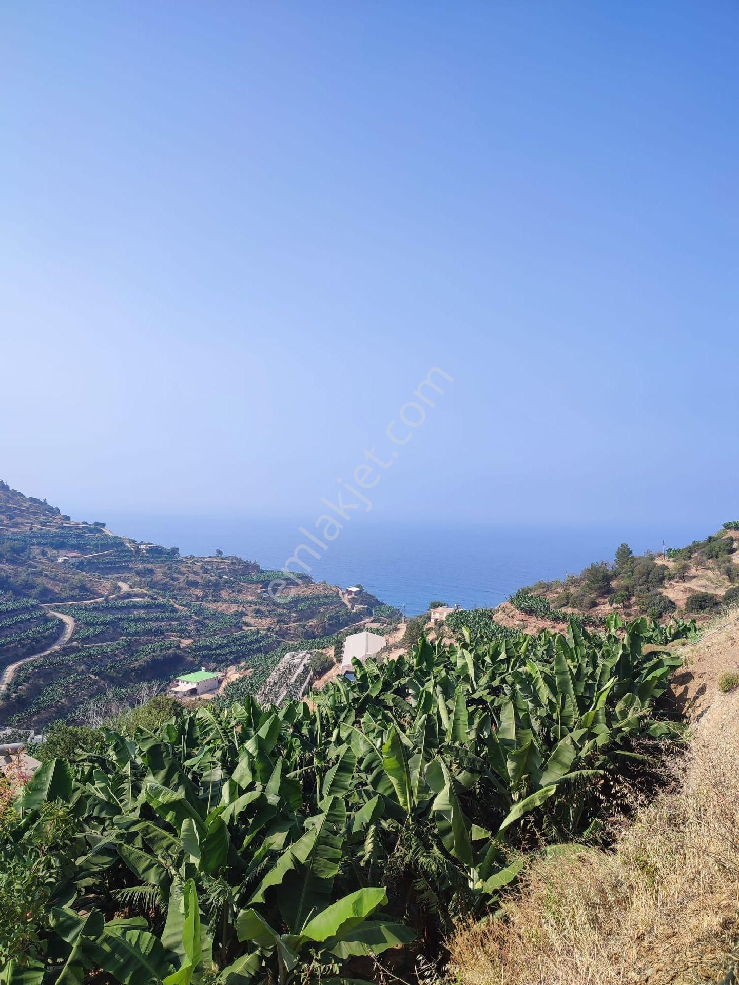 Anamur Uçarı Satılık Arazi Aslıhan Gayrimenkulden Ucarı Mahallesinde Satılık Açık Muz Tarlası