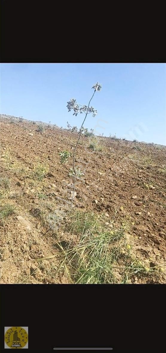 Karaköprü Büyükördek Satılık Bağ & Bahçe emsalsız imara yakın fıstık bahçesi