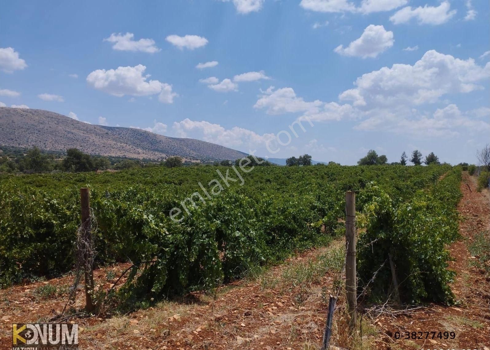 Bekilli Bahçeli Satılık Bağ & Bahçe Denizli Bekilli De Satılık 2o Dönüm Üzüm Bağı