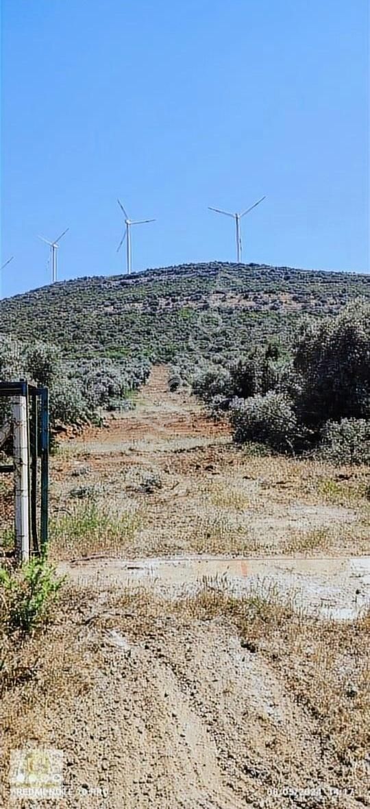 Didim Ak Yeniköy Satılık Tarla Didim Balovada Hobi Bahcesı