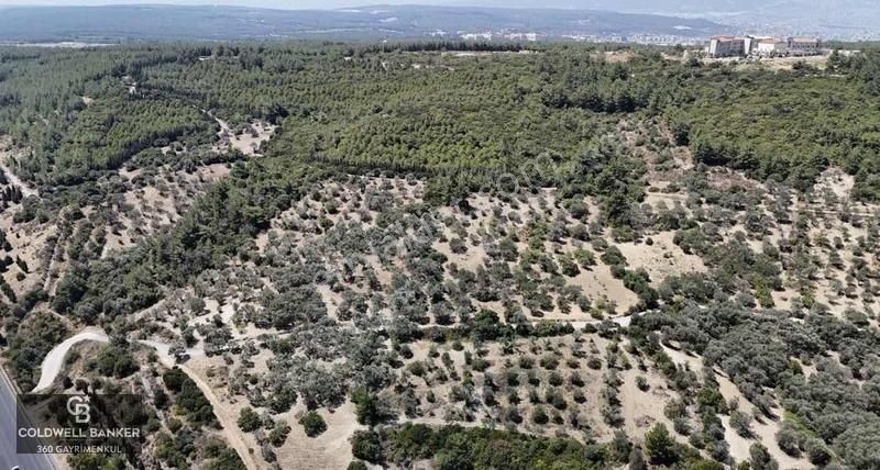 Bornova Gökdere Satılık Tarla Bornova Gökdere De Satılık Zeytinlik