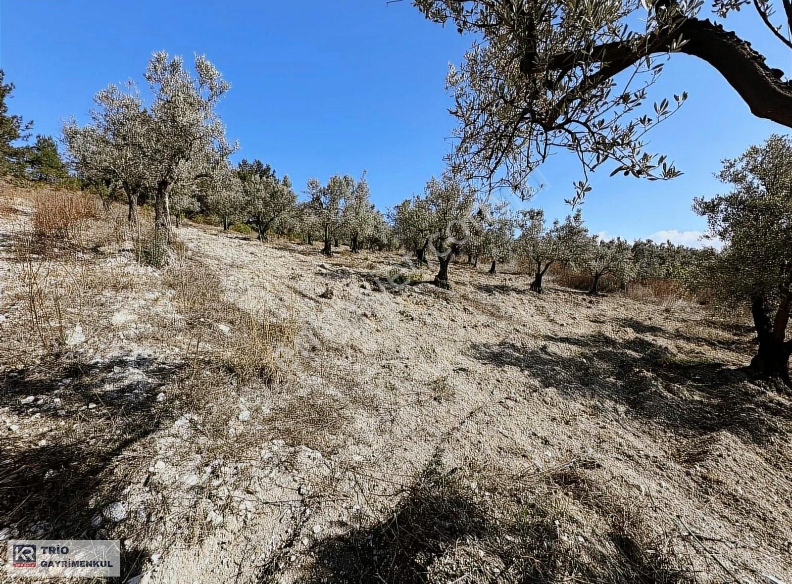 Mudanya Yörükali Satılık Tarla Mudanya yörük Ali'de satılık zeytinlik