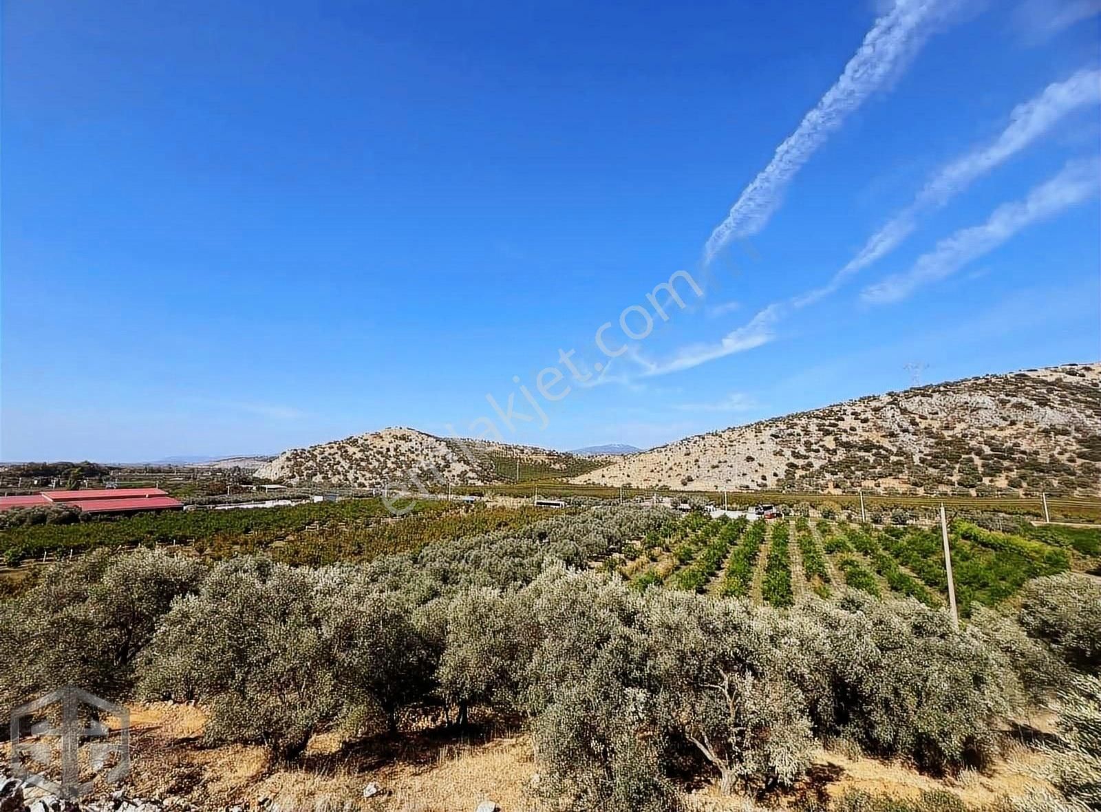 İzmir Selçuk Sirince 6.100m2 Zeytinlik Merkeze 1 Km Mesafede - Görsel 6
