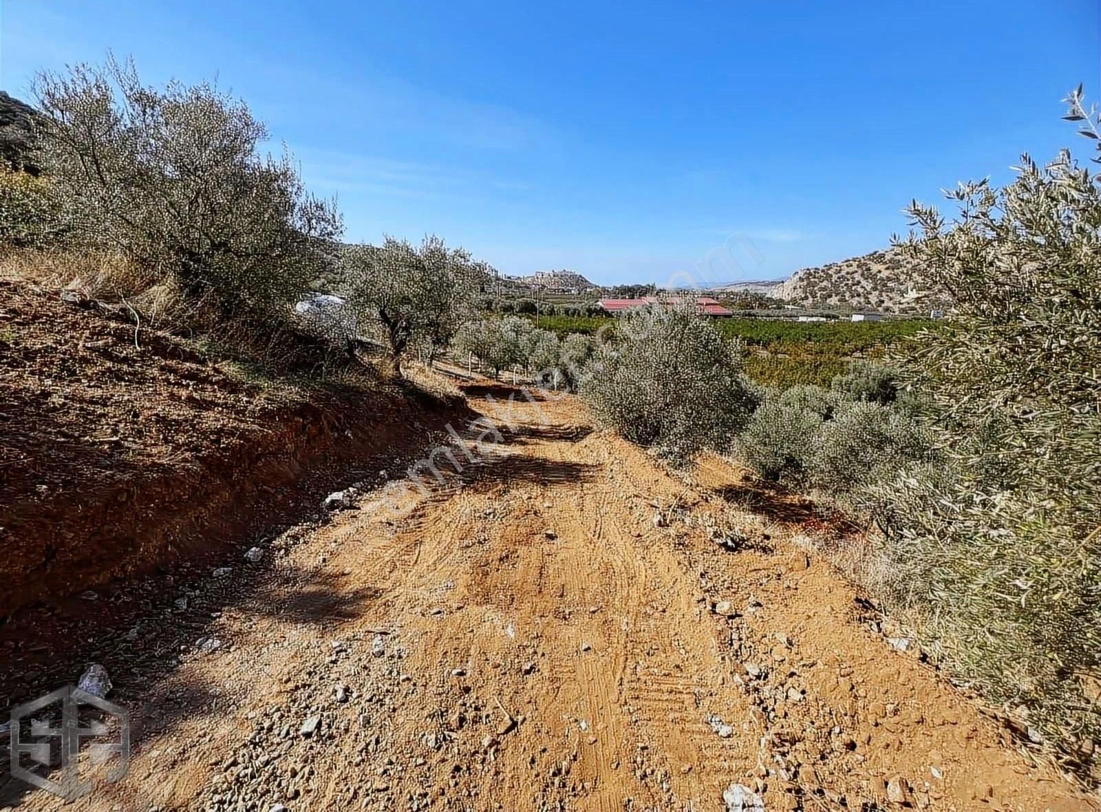 İzmir Selçuk Sirince 6.100m2 Zeytinlik Merkeze 1 Km Mesafede - Görsel 10