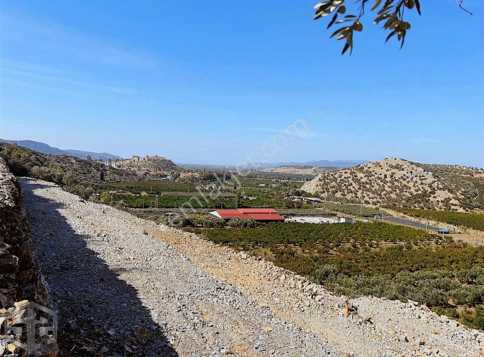 İzmir Selçuk Sirince 6.100m2 Zeytinlik Merkeze 1 Km Mesafede - Görsel 9