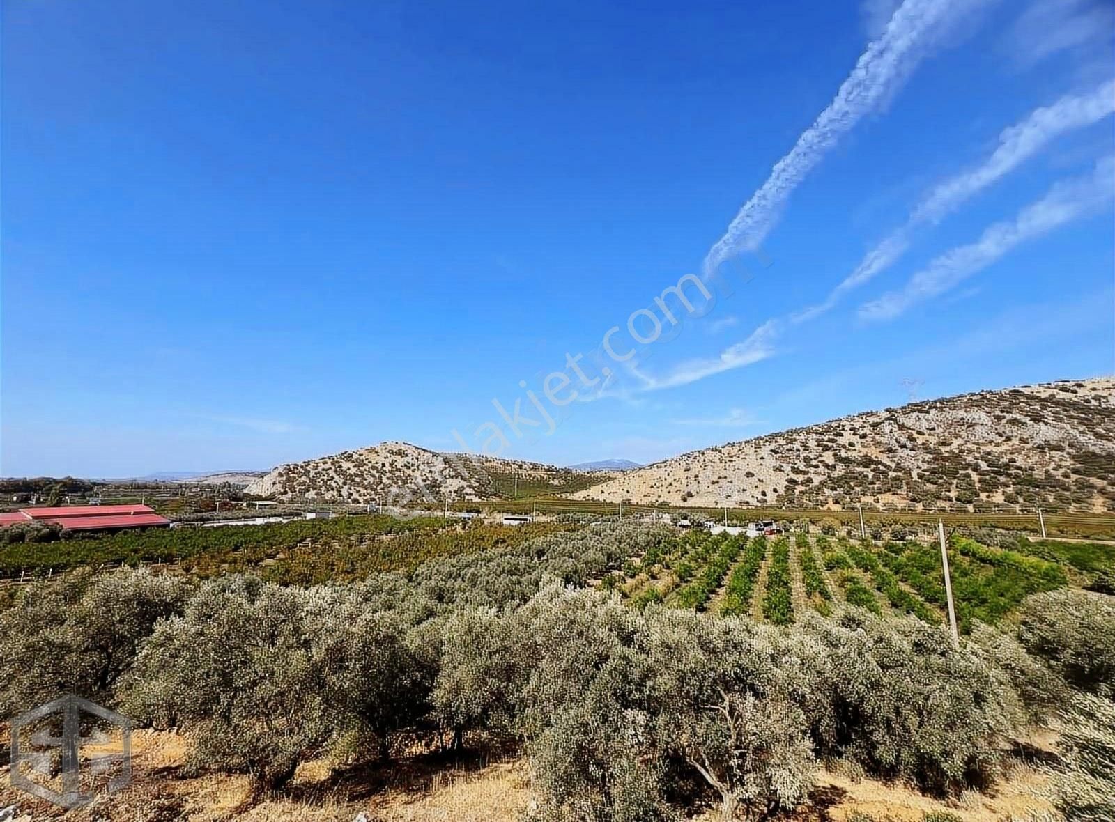 İzmir Selçuk Sirince 6.100m2 Zeytinlik Merkeze 1 Km Mesafede - Görsel 13