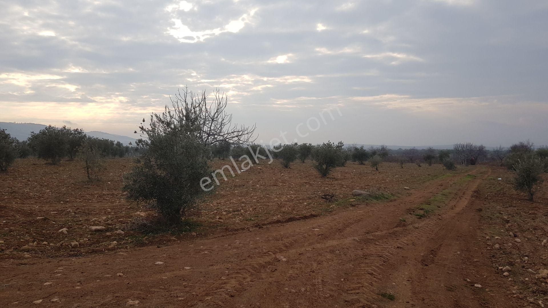 Kilis Merkez Ekrem Çetin Satılık Zeytinlik  BABİL EMLAKTAN SATLIK YOL ÜZERİ ŞEHRE YAKIN ZEYTİNLİK