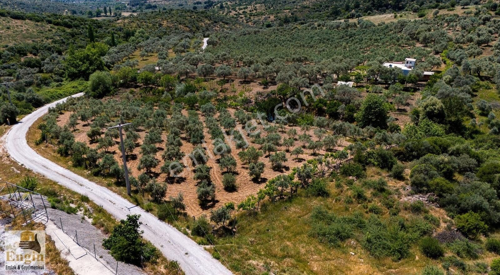 Taşkesik Köyünde 27160 M2 Zeytinlik - Görsel 2