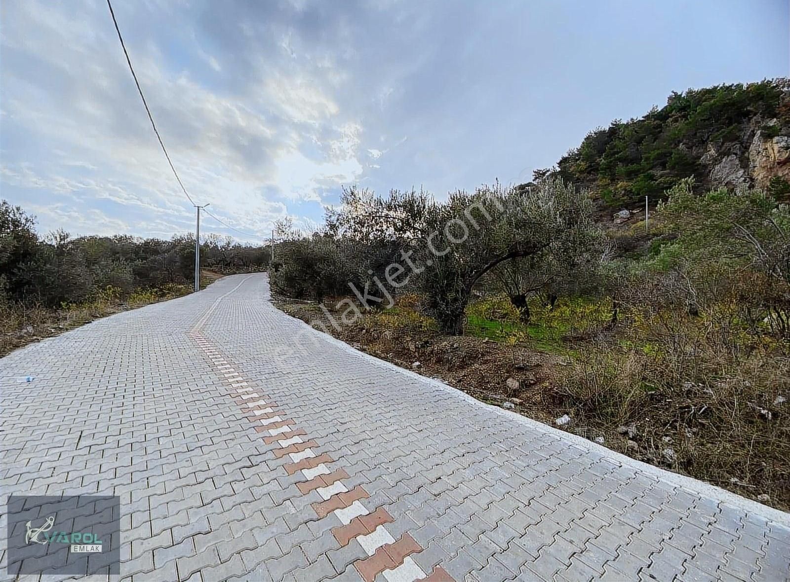 Ayvacık Sazlı Köyü (Sazlı Altı) Satılık Zeytinlik SAZLI KÖYÜ SAHİL YOLU ÜZERİNDE YATIRIMA UYGUN ARSA