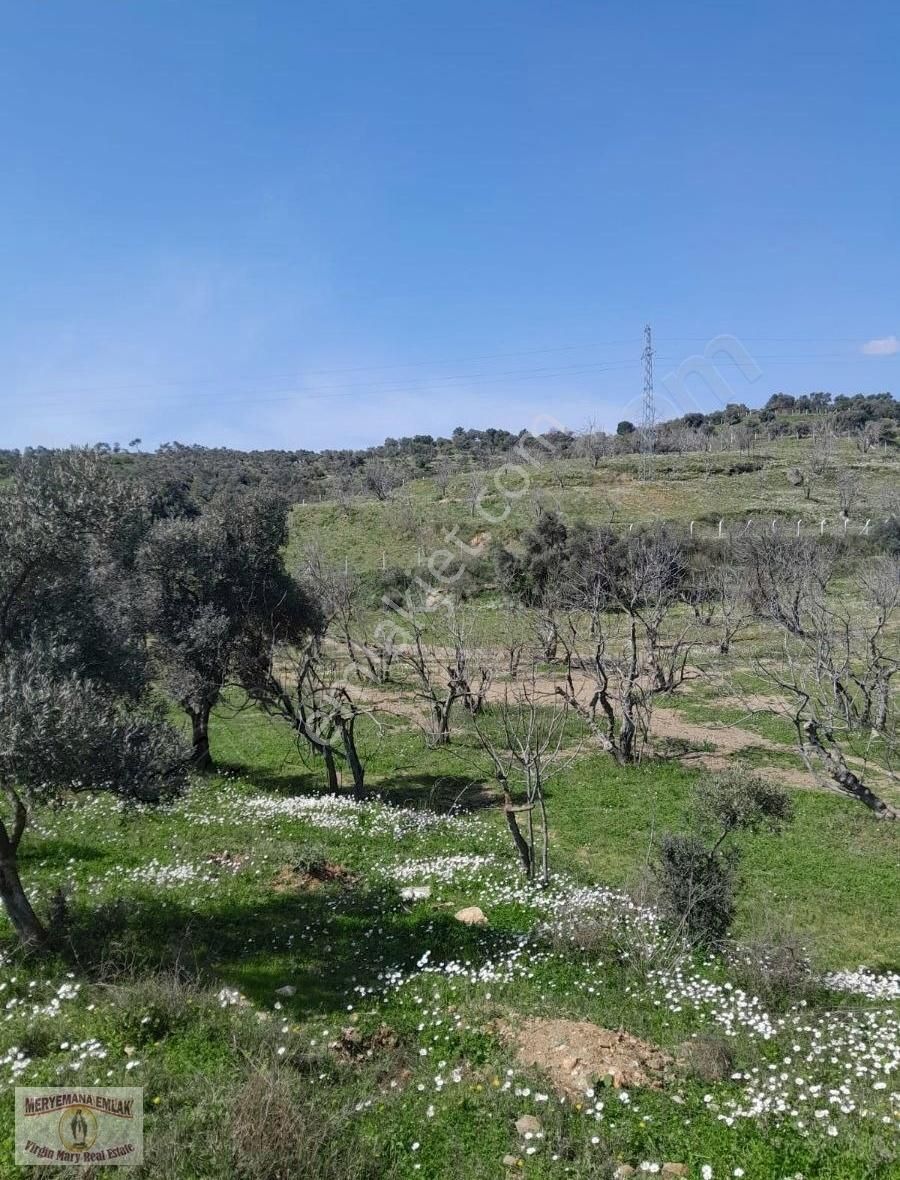 Aydın/germencik/dereköy 16.852m2 İncir Ve Zeytin Bahçesi Satılık - Görsel 8