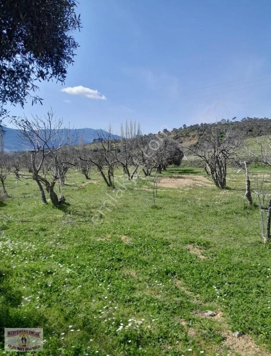 Aydın/germencik/dereköy 16.852m2 İncir Ve Zeytin Bahçesi Satılık - Görsel 4