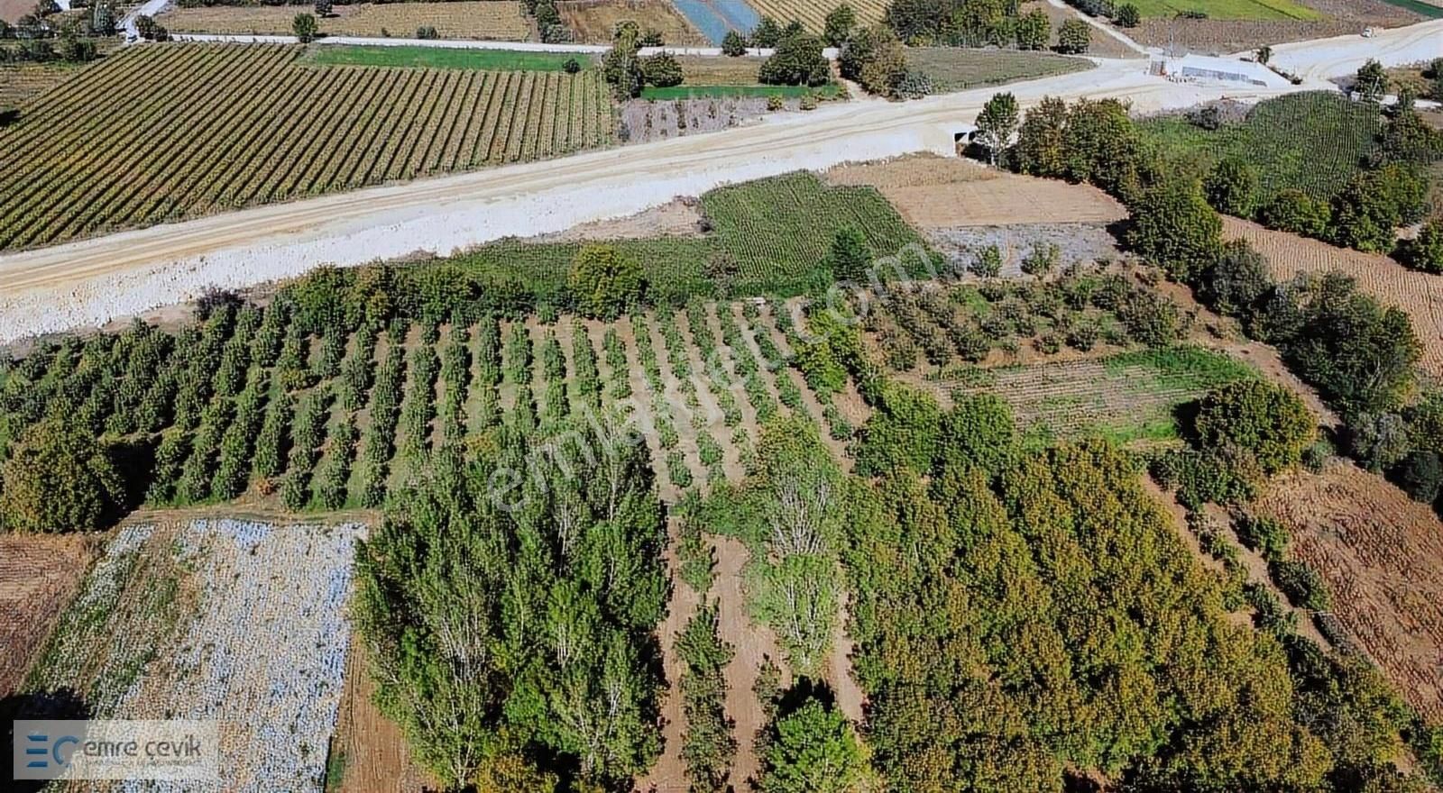 Emre Çevik'den Yenişehir Papatya Mh Hazır Ceviz Bahçesi 3200m2 - Görsel 2