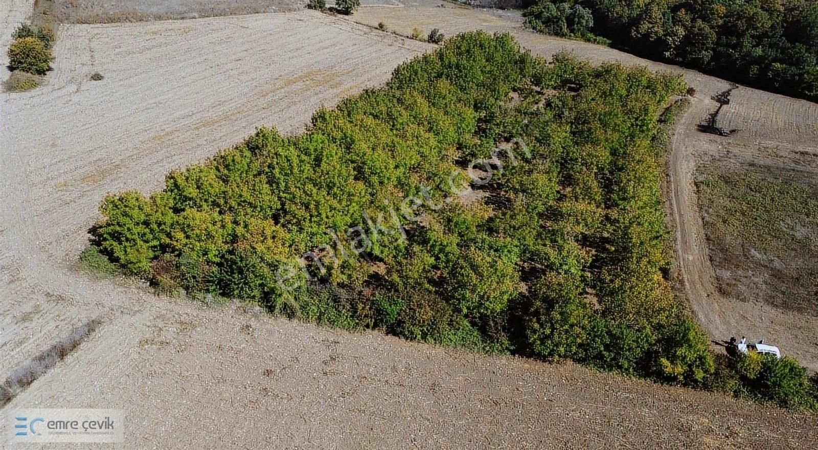 Yenişehir Gökçesu Mh Yetişmiş Ceviz Bahçesi 7970m2 - Görsel 4