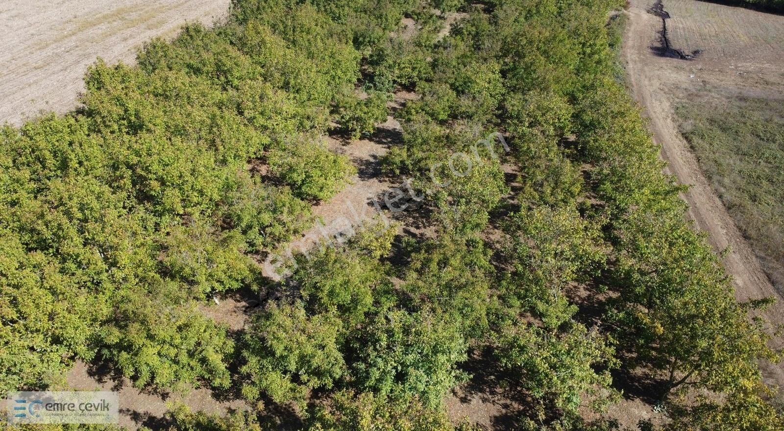 Yenişehir Gökçesu Mh Yetişmiş Ceviz Bahçesi 7970m2 - Görsel 6