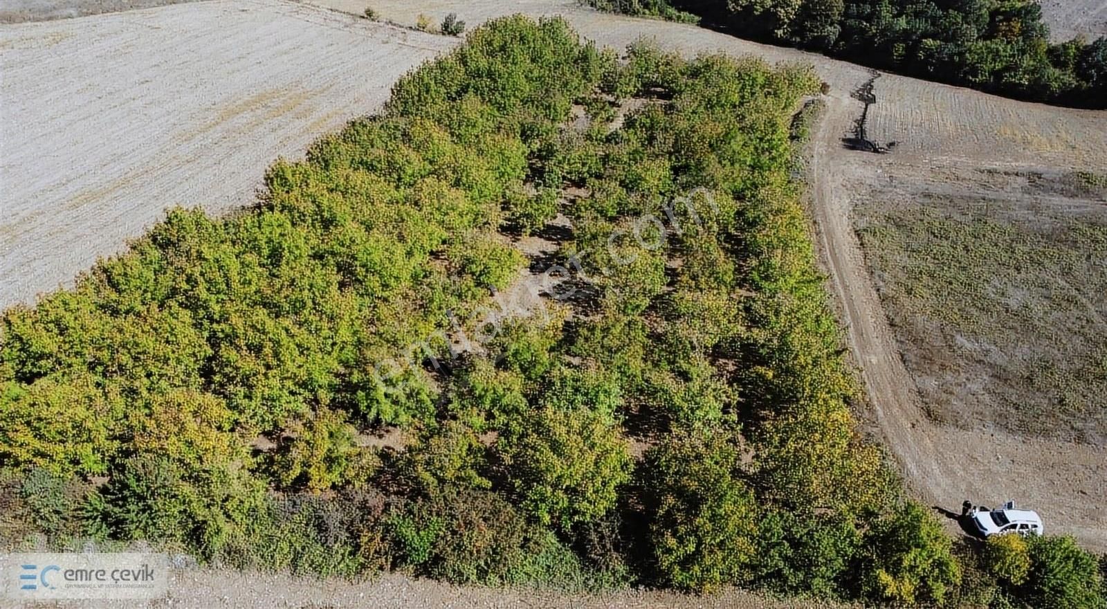 Yenişehir Gökçesu Mh Yetişmiş Ceviz Bahçesi 7970m2 - Görsel 3