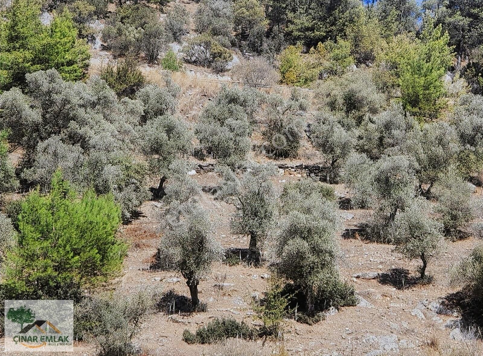 Milas Kızılcayıkık Satılık Zeytinlik Kızılcayıkık Mahallesinde Satılık Zeytinlik