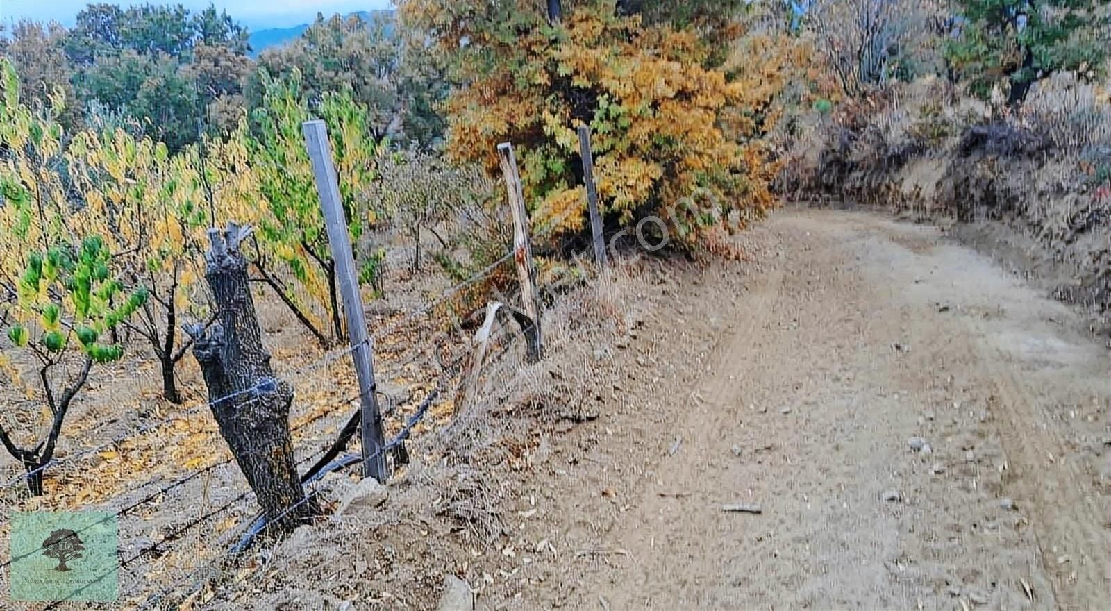 Bayramiç Serhat Köyü Satılık Bağ & Bahçe ÇANAKKALE BAYRAMİÇ SERHAT KÖYÜNDE SATILIK BAĞ