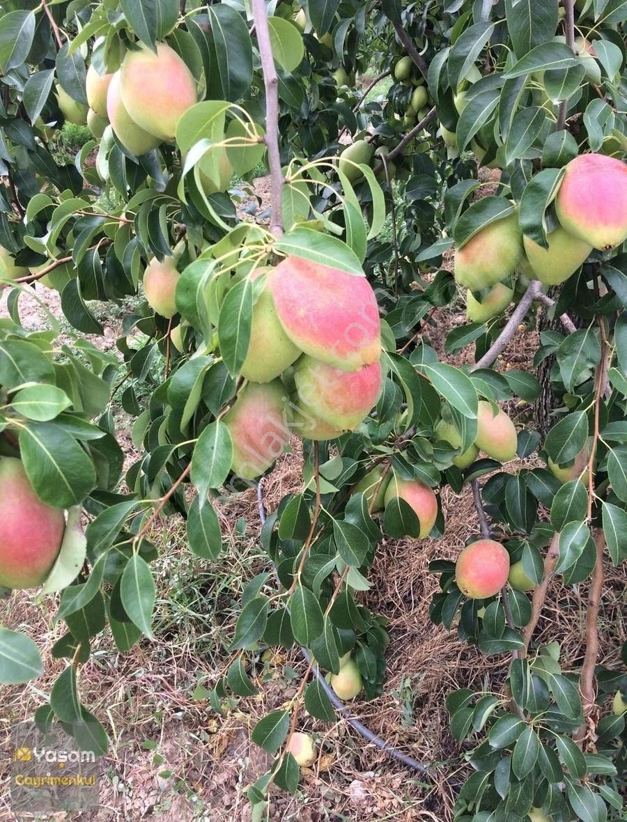 Akçalar Asfalt Yola Cephe Mükemmel Konum Kiralık Tek Tapu Arazi